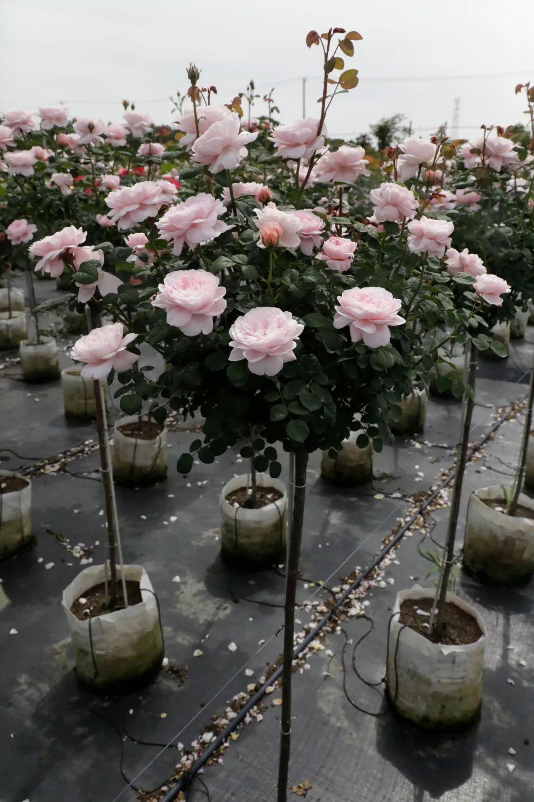 瑞典女王棒棒糖树状月季花树苗特大花玫瑰四季阳台庭院浓香绿植物 - 图0