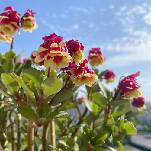 好养重瓣宫灯长寿花苗盆栽倒挂金钟灯笼四季花卉绿植室内好养开花 - 图0