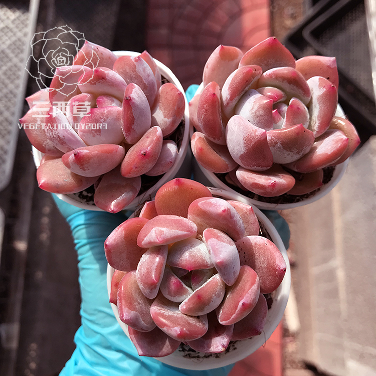 【一物一拍】正版雪天使 多肉植物 精品控养韩货 粉色多肉 18包邮 - 图2