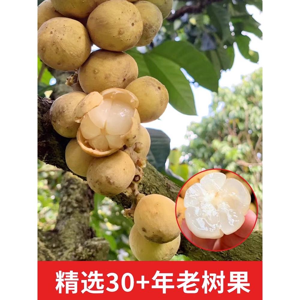 新鲜泰国龙宫果4斤3应当季热带进口水果龙贡果黄皮椰色果现货包邮-图3