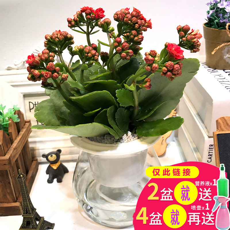 观音竹水培植物富贵竹步步高绿植绿萝盆栽室内水养栀子花卉发财树 观音竹水培植物富贵竹步步高绿植绿萝盆栽室内水养栀子花卉发财树