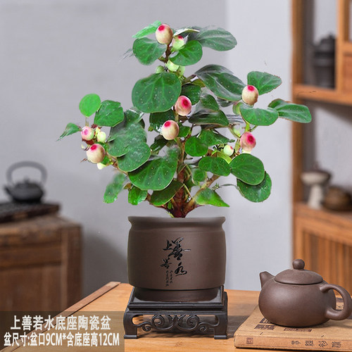 小盼菩提室内绿植花卉菩提树中式禅意桌面摆件饰物好养绿植盆景 - 图0