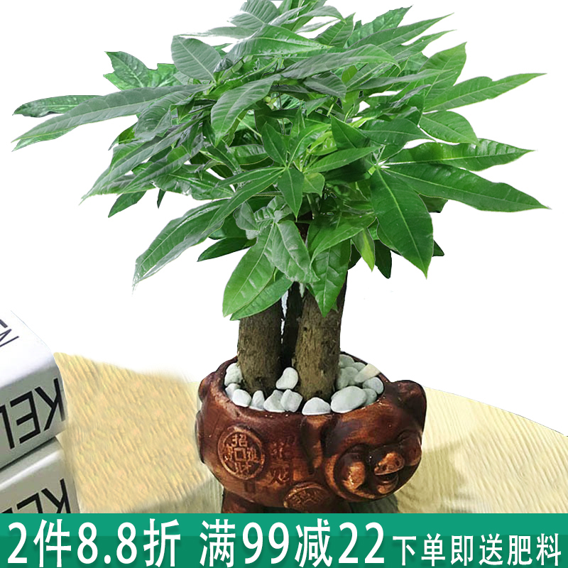 发财树盆栽植物陶瓷盆栽室内花卉土养盆景客厅绿植发财金摇钱树花 - 图1