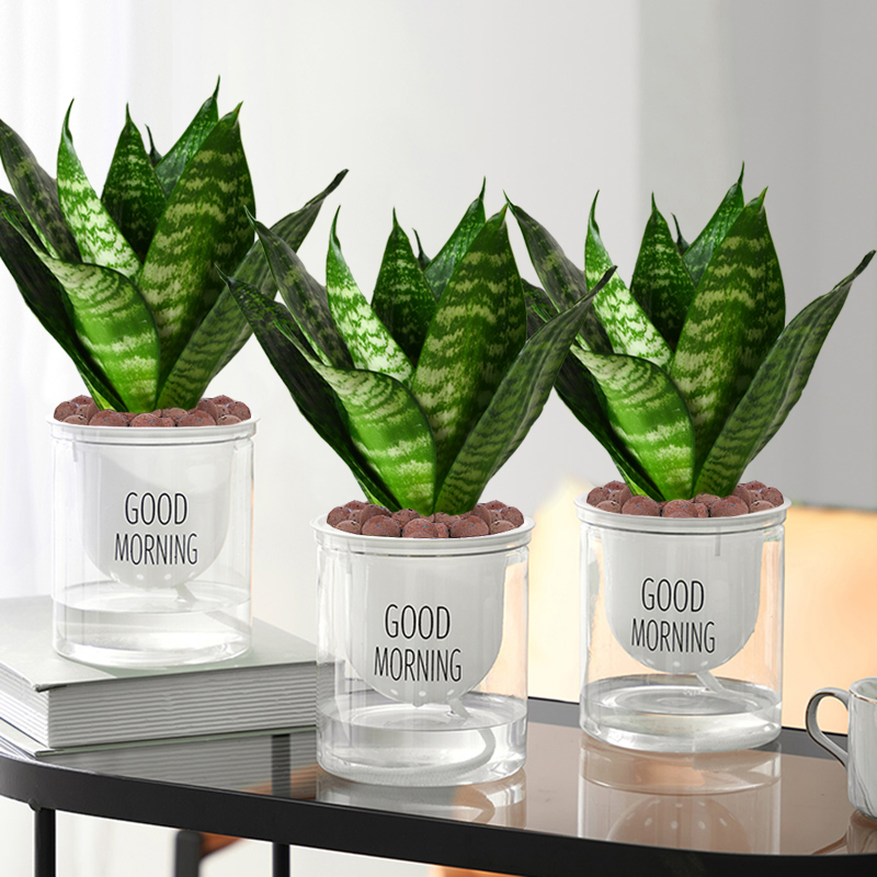 虎皮兰青叶虎耳兰室内客厅好养活四季常青虎尾兰美观耐旱陶瓷盆 - 图0