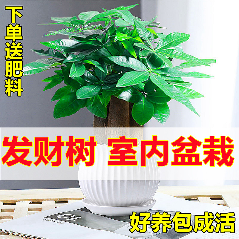 发财树盆栽植物陶瓷盆栽室内花卉土养盆景客厅绿植发财金摇钱树花 - 图0