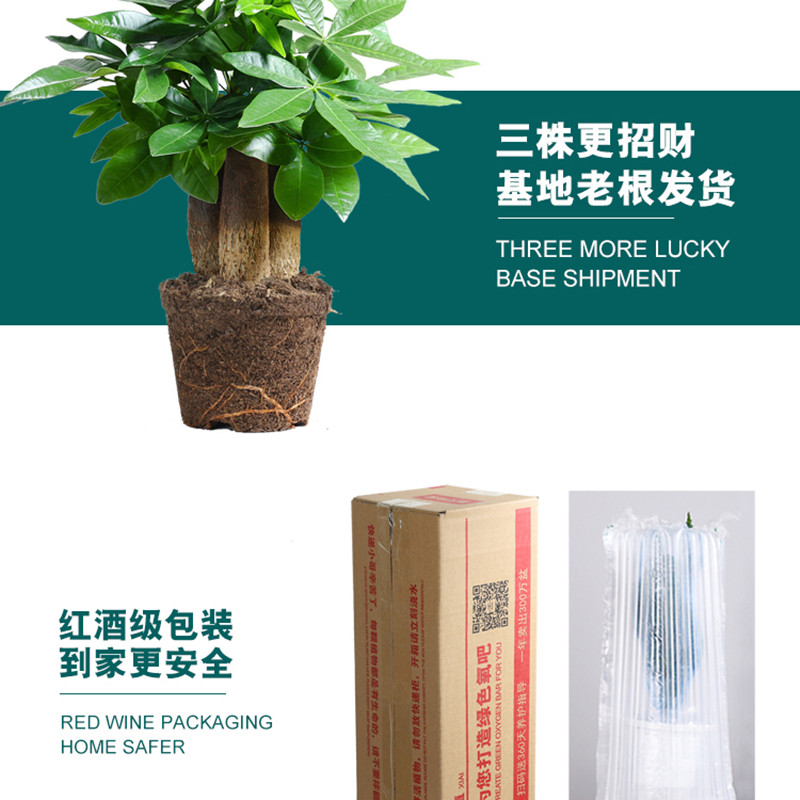 发财树盆栽植物陶瓷盆栽室内花卉土养盆景客厅绿植发财金摇钱树花 - 图2