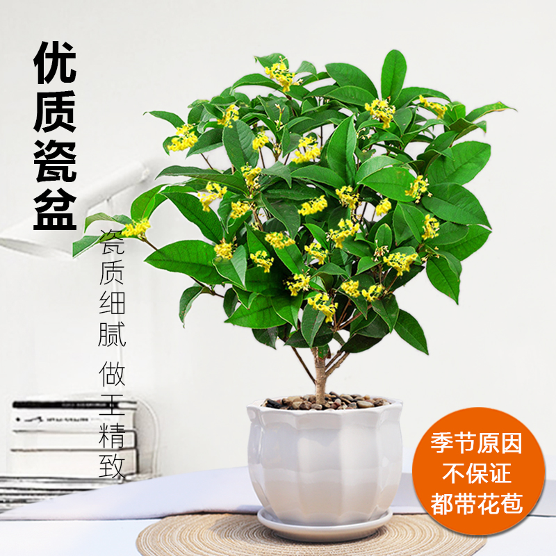 桂花盆栽绿植花卉树苗浓香型金桂四季桂开花室内阳台花苞盆景香味 - 图0