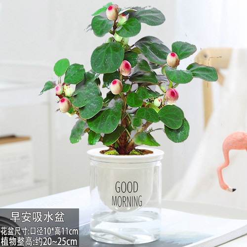小盼菩提室内绿植花卉菩提树中式禅意桌面摆件饰物好养绿植盆景 - 图3