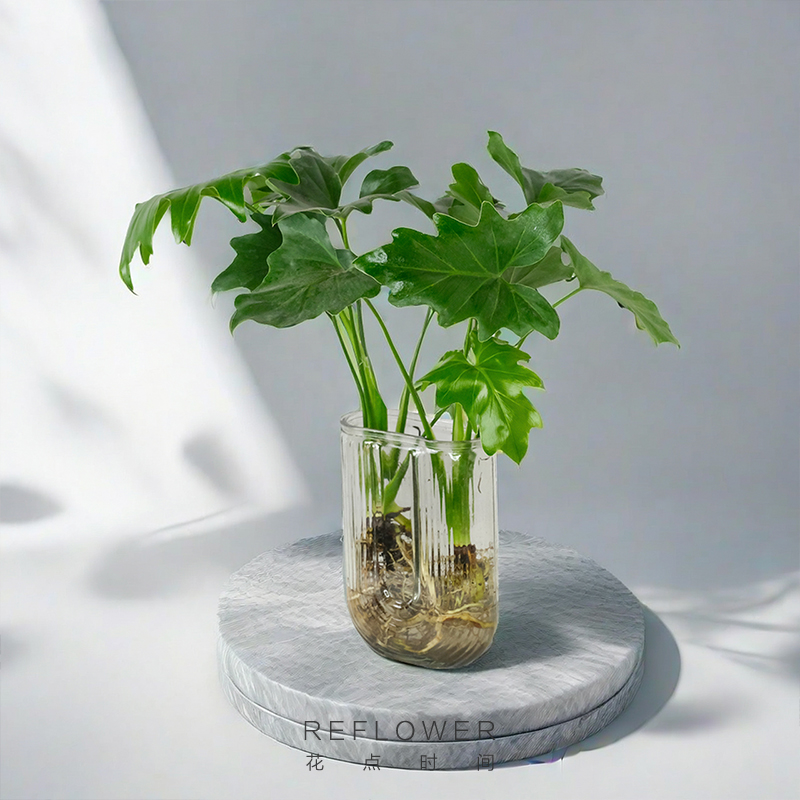 花点时间水培龟背叶盆栽家用室内好养干净绿植龟背竹植物ins风