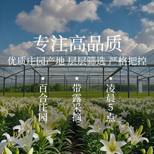 花点时间新鲜香水百合云南直发昆明基地鲜切花重瓣百合花水养插花 - 图1