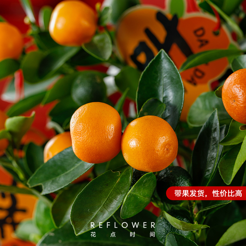 【直播專享】花點時間四季桔年宵綠植2023年大吉大利帶果容易養活_花點時間旗艦店_鮮花速遞_花卉仿真_綠植園藝