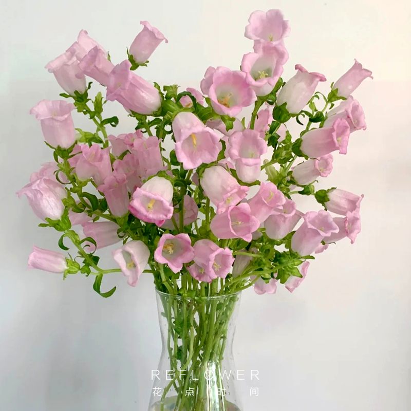 花点时间风铃花草鲜花紫色粉色云南直发花束插瓶水养铃兰鲜切花,淘宝优惠券,粉丝福利购,淘宝优惠卷