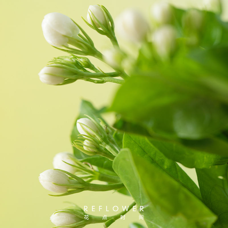 花点时间茉莉花鲜切花白色20枝室内客厅装饰鲜花云南直发花束 - 图3