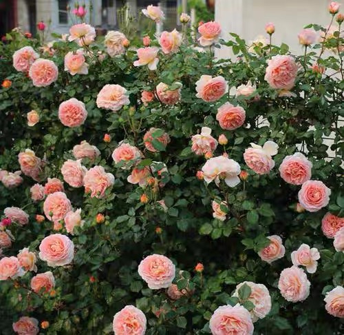 推荐月季花苗 亚伯拉罕达比(Abraham Darby) 大灌木小藤本品种 - 图2