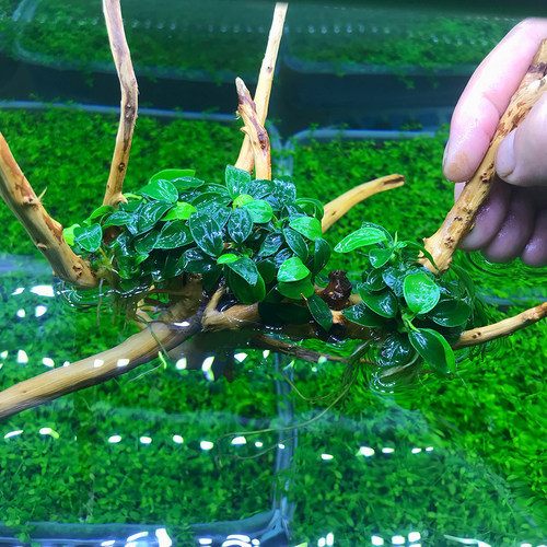 迷你水榕辣椒榕迷你榕幽灵蓝精灵沉木造景小缸微型缸阴性水草易养 - 图1
