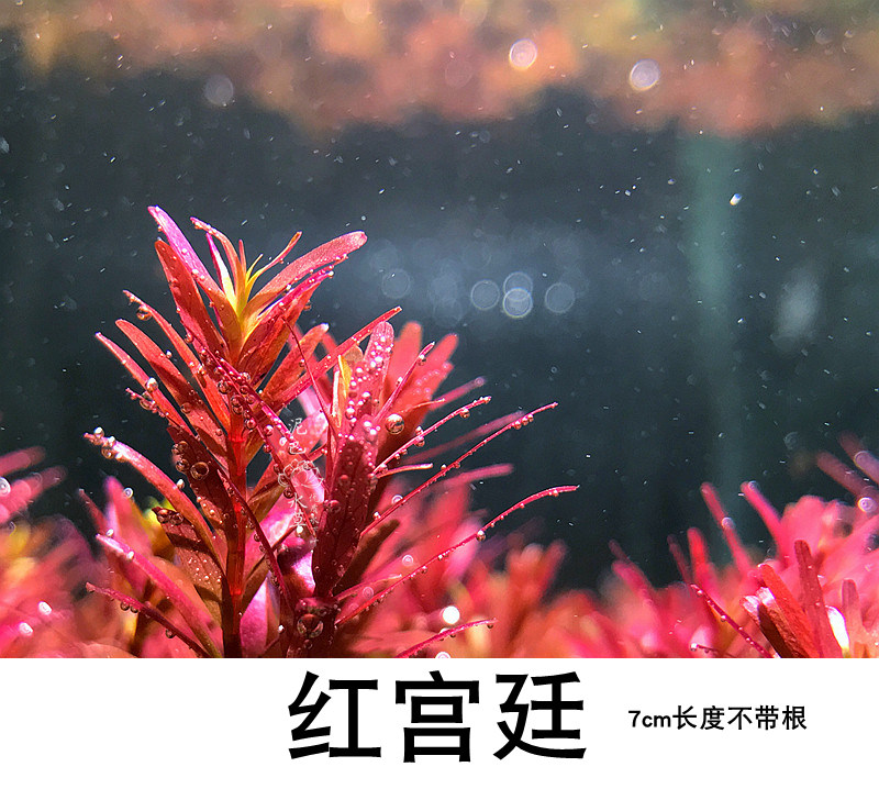 玩家级水下叶 红宫廷 绿宫廷  丹麦血宫廷 水草鱼缸造景水草,淘宝优惠券,粉丝福利购,淘宝优惠卷