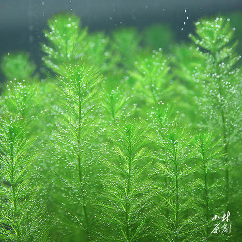 自养水下叶系列 绿羽毛水草 鱼缸造景后景草无需二氧化碳新手系列 - 图1