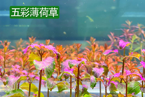 水草缸后景荷兰景血宫廷绿宫廷印度小竹节紫红丁香绿菊新手水草 - 图2