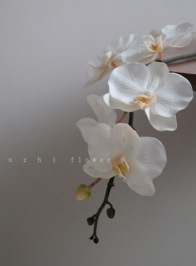 muzhiflower轻奢高端白色蝴蝶兰