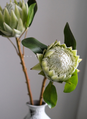 白绿大帝王花仿真花桌面摆件