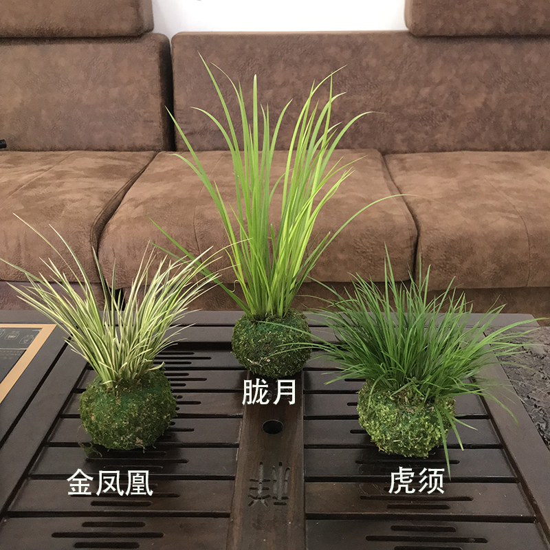 苔藓球小盆栽微型盆景水培植物绿植办公室内迷你花卉盆栽文竹菖蒲 - 图1