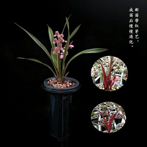 名贵四季兰花苗【红草红荷】精品盆栽室内花卉建兰阳台绿植兰草-图2