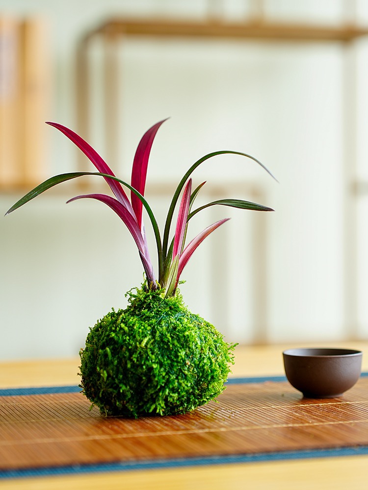 苔玉红草红荷名贵红芽红花网红草精品矮种小盆栽室内阳台花卉 - 图2