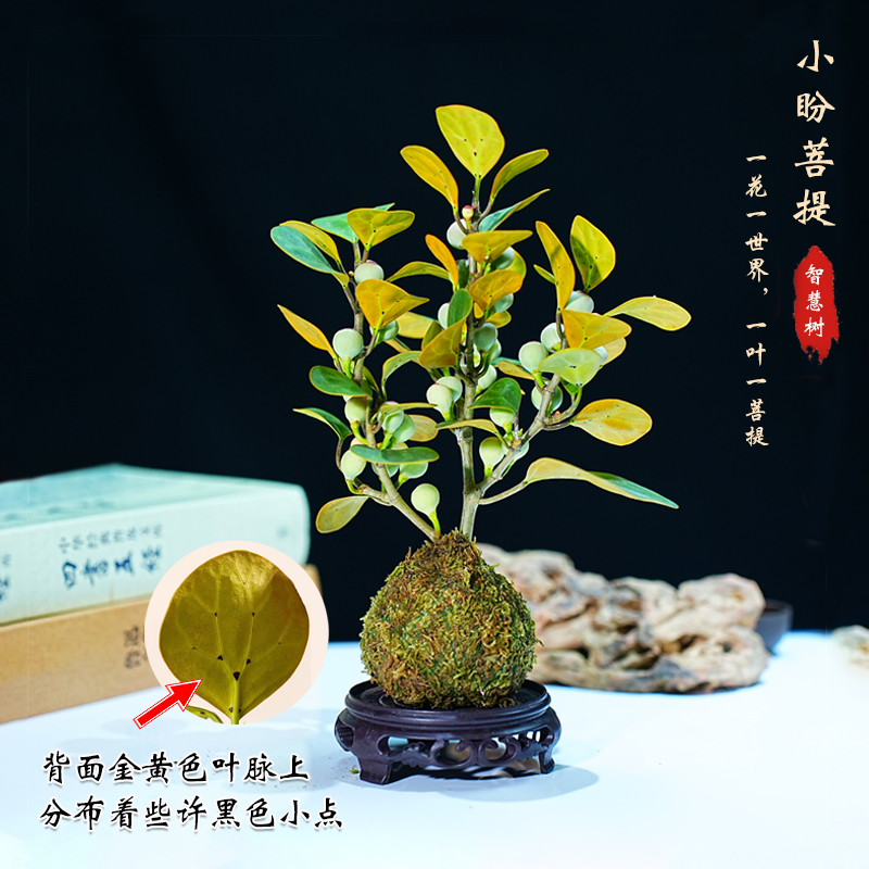 菩提树盆景小盼菩提盆栽中式禅意小盆栽室内观果绿植创意微盆景观 - 图3