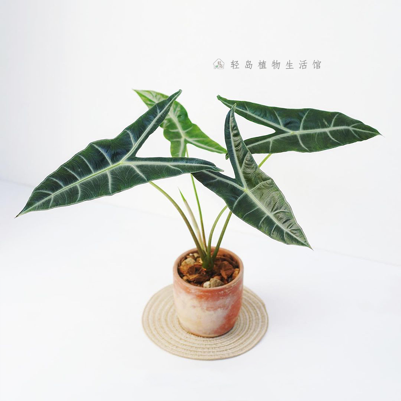 银脉剑叶海芋萨利安室内阳台天台花园好养大叶片大型热植新奇植物,淘宝优惠券,粉丝福利购,淘宝优惠卷