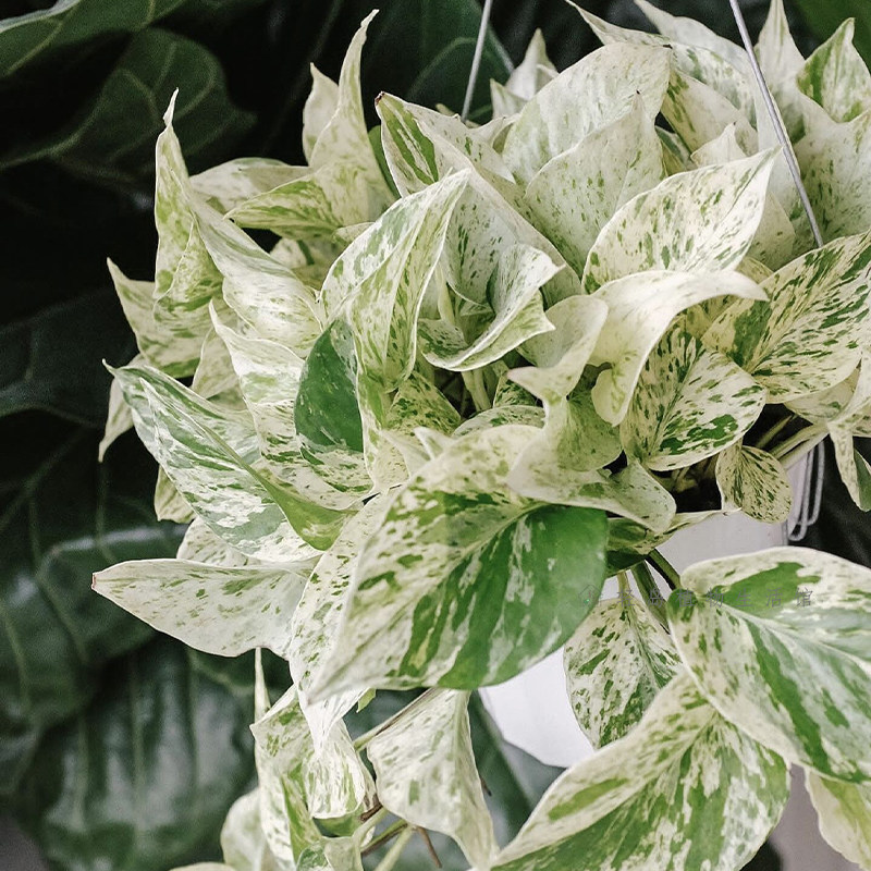 大理石皇后快乐叶子花叶绿萝盆栽好养办公室内桌面绿植物长藤垂吊,淘宝优惠券,粉丝福利购,淘宝优惠卷