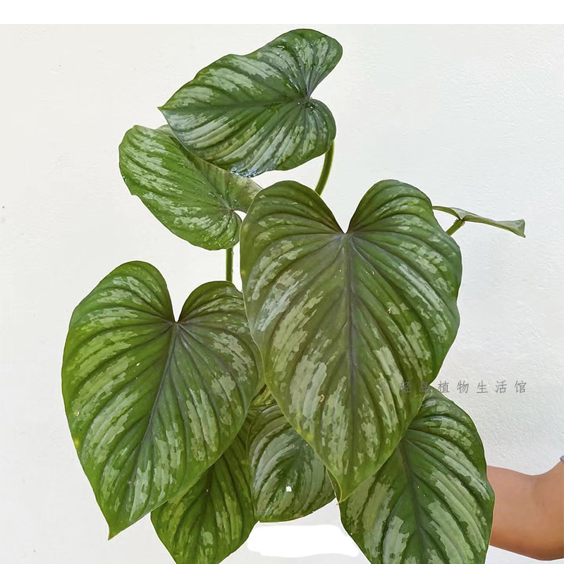 西瓜碧浪蔓绿绒哥伦比亚麦克道尔蔓绿绒室内好养绿植盆栽稀有热植,淘宝优惠券,粉丝福利购,淘宝优惠卷