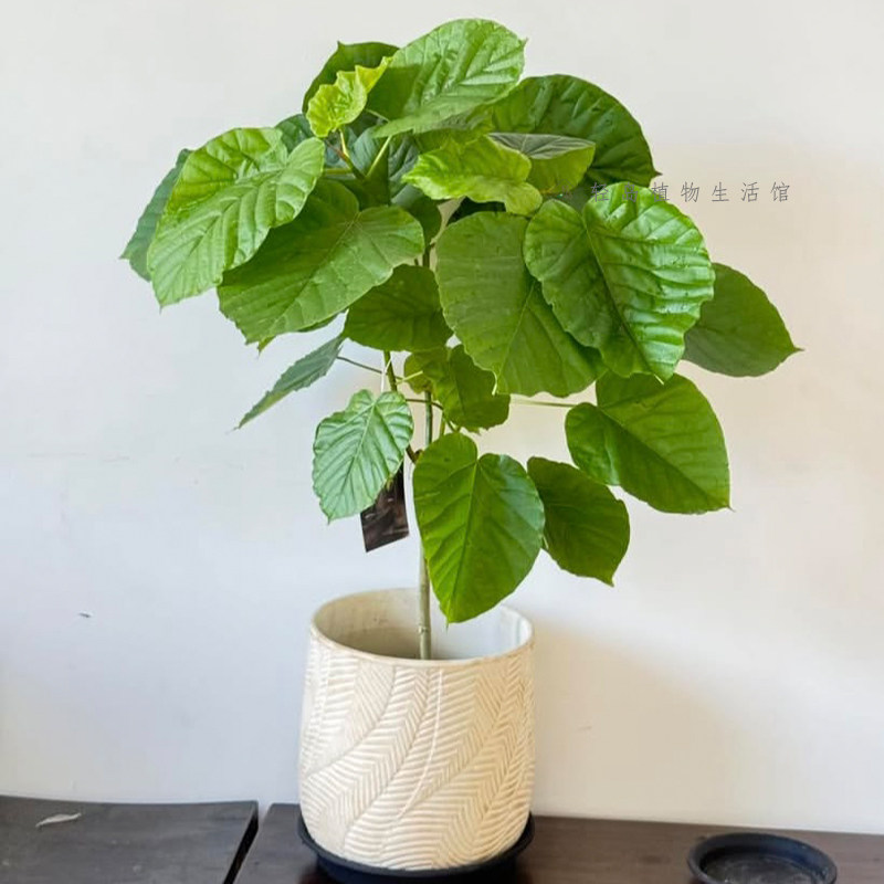 爱心榕伞榕心叶榕棒棒糖室内客厅办公室内净化空气观叶绿植物盆栽,淘宝优惠券,粉丝福利购,淘宝优惠卷