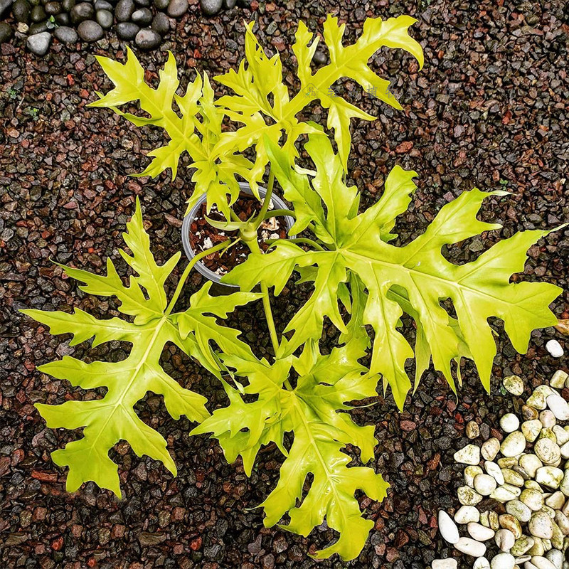黄金春雨瓦塞维奇蔓绿绒撕裂春羽赛洛姆瓦萨维奇热带稀有植物盆栽,淘宝优惠券,粉丝福利购,淘宝优惠卷