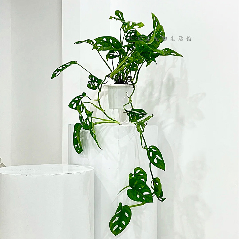 仙洞龟背竹米歇尔盆栽多孔爬藤室内喜阴绿植物水培净化空气,淘宝优惠券,粉丝福利购,淘宝优惠卷