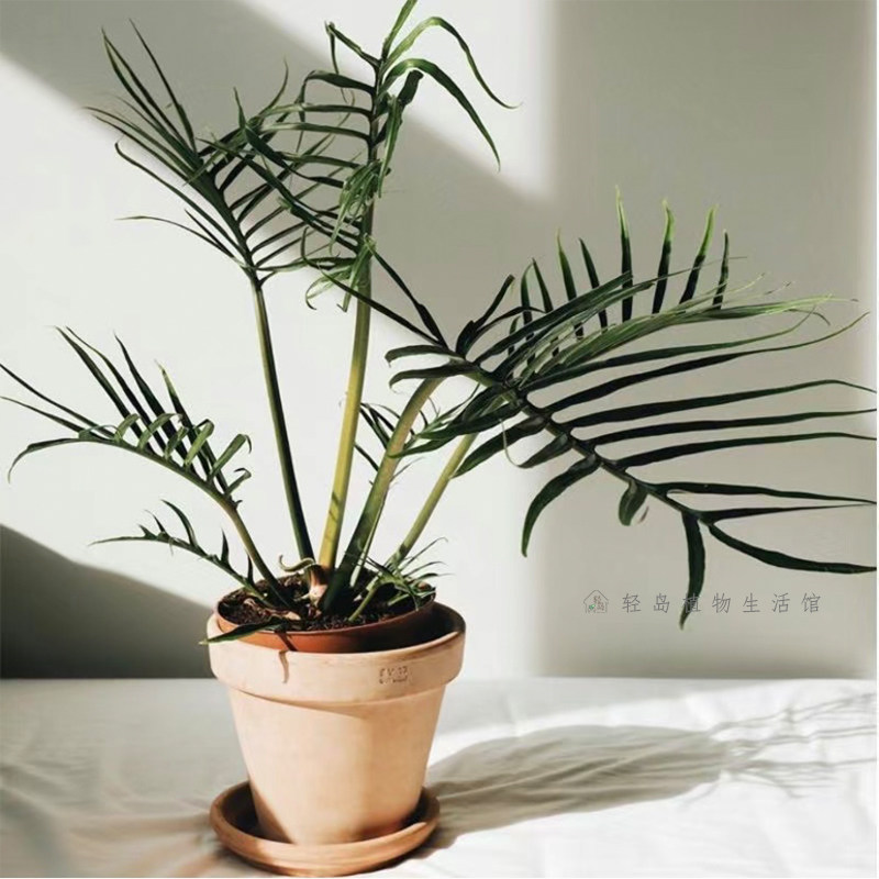 鱼骨蔓绿绒羽裂蔓绿绒造型天南星科趣味客厅网红观叶植物盆栽好养,淘宝优惠券,粉丝福利购,淘宝优惠卷