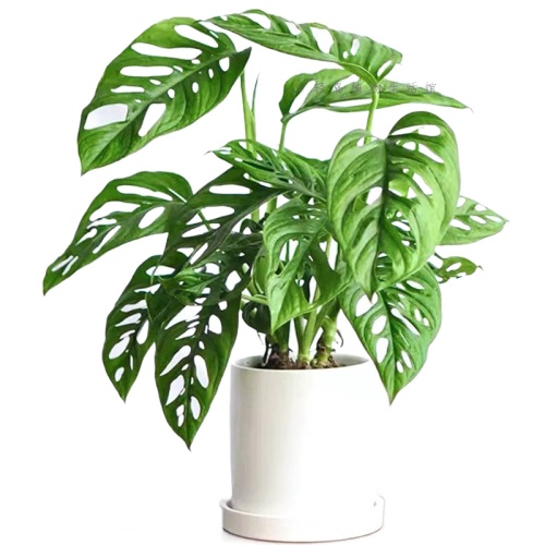 仙洞龟背竹米歇尔盆栽多孔爬藤室内喜阴绿植物水培净化空气,淘宝优惠券,粉丝福利购,淘宝优惠卷