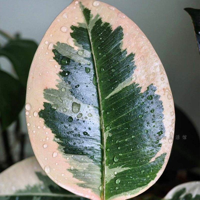 花叶橡皮树花金刚红关公黑金刚坦尼克盆栽阳台客厅常绿观叶植物,淘宝优惠券,粉丝福利购,淘宝优惠卷