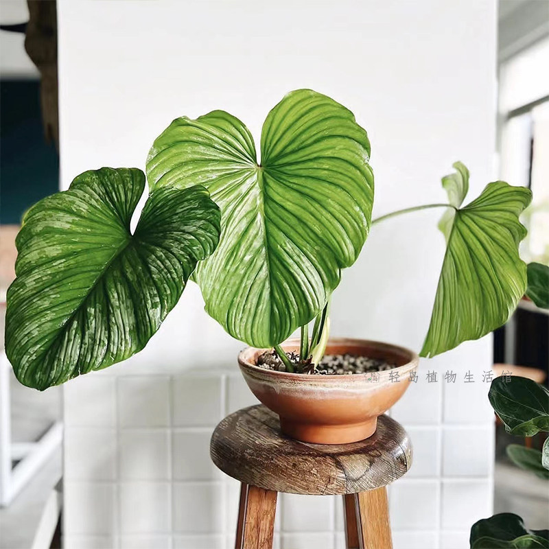 西瓜碧浪蔓绿绒哥伦比亚麦克道尔蔓绿绒室内好养绿植盆栽稀有热植,淘宝优惠券,粉丝福利购,淘宝优惠卷