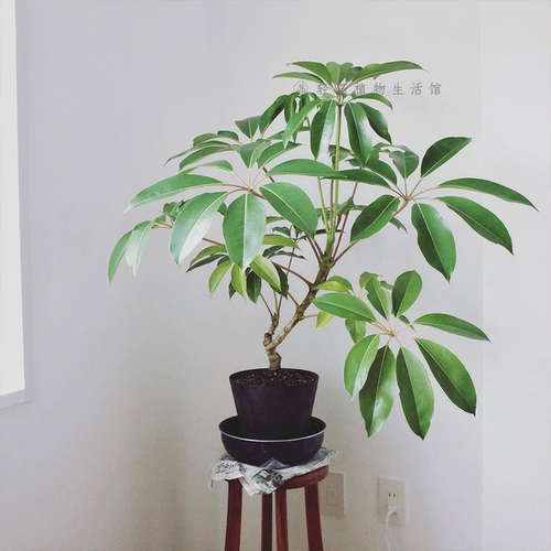 日本大叶伞保罗室内盆栽绿植物水培净化空气北欧风好养耐阴耐热 - 图3