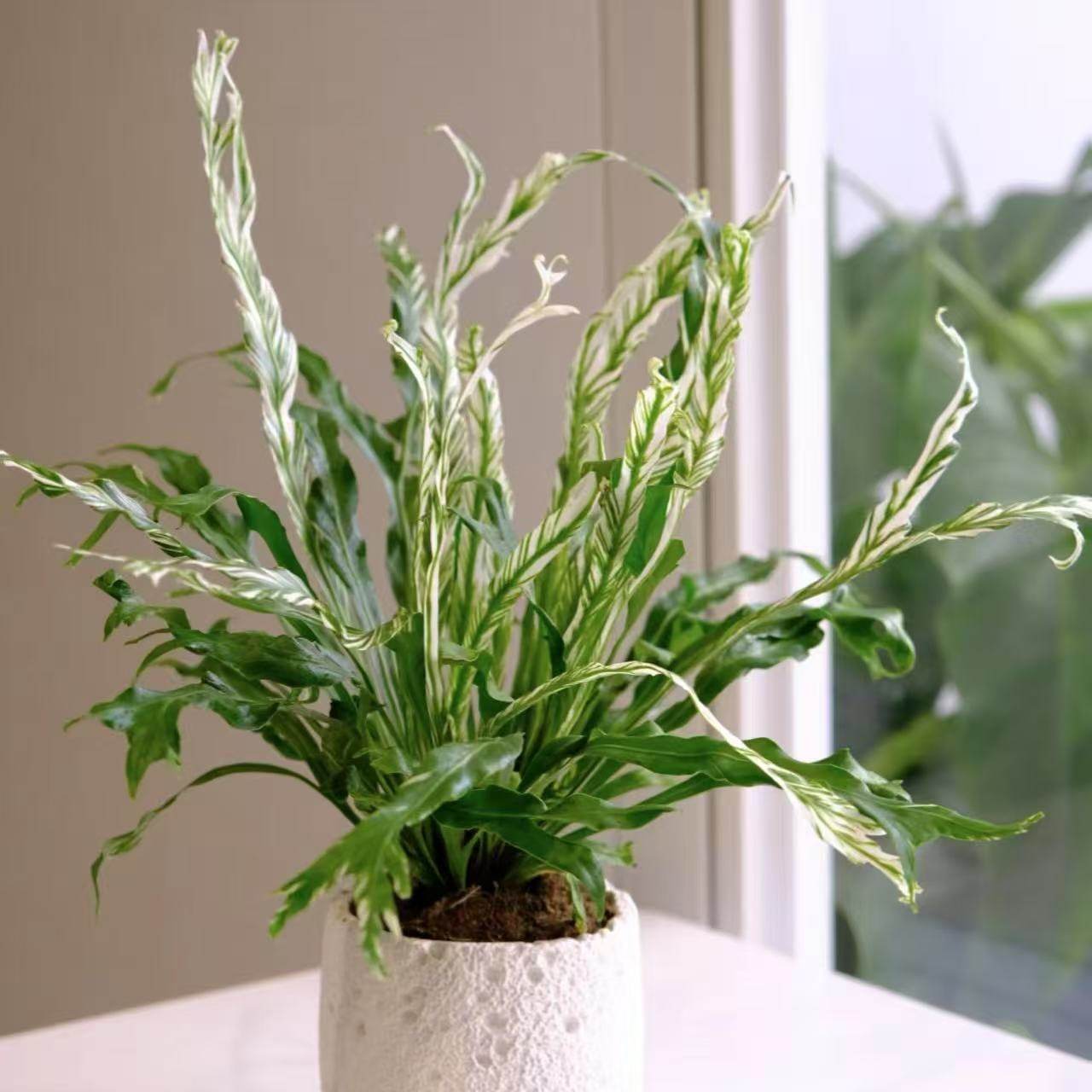 白锦鸟巢蕨白月光花叶板植挂墙室内好养耐阴锦化植物ins网红盆栽,淘宝优惠券,粉丝福利购,淘宝优惠卷