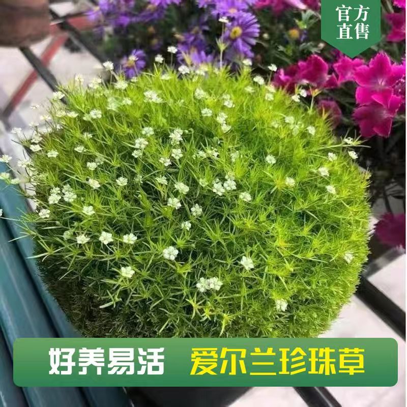 爱尔兰珍珠草苔藓金海岸家庭园艺盆栽阳台庭院花卉绿植地被多年生-图0