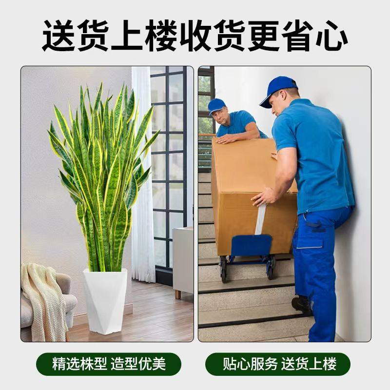 金边虎皮兰大型盆栽绿植乔迁开业送礼客厅阳台净化空气除甲醛植物,淘宝优惠券,粉丝福利购,淘宝优惠卷