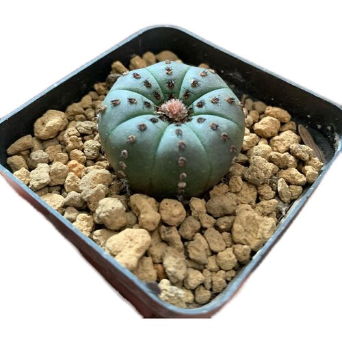 实生艳姬士童仙人球开花小型仙人掌多肉植物室内防辐射小盆栽桌面 - 图3