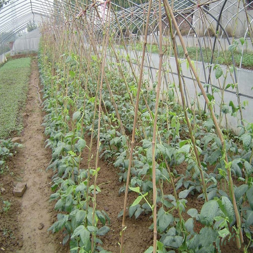 竹竿架种菜园搭架豆角架蔬菜爬藤粗细小竹竿彩旗杆细竹子篱笆栅栏 - 图3