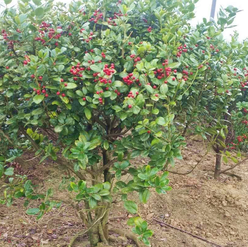 无刺枸骨树苗构骨球鸿运果树苗四季常青北方庭院花卉耐寒绿化苗木 - 图1