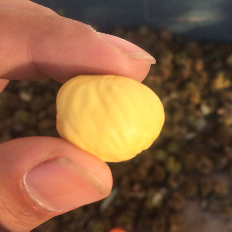 [24年好板栗]迁西新鲜生板栗正宗燕山油栗野生大粒鲜板粟小栗