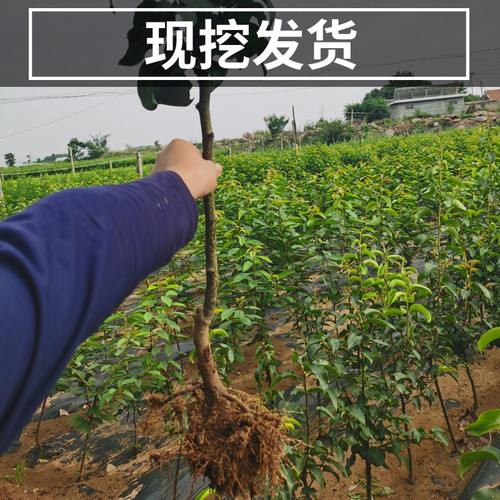 翠冠梨树果苗南北方种植早熟大树活苗盆栽嫁接特大果树苗当年结果 - 图0