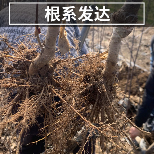 王林苹果树果苗南北方地栽耐寒特大号盆栽矮化嫁接青苹果当年结果 - 图1