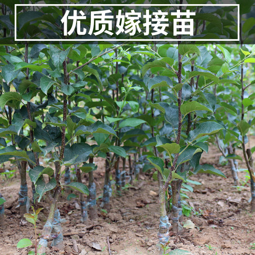 王林苹果树果苗南北方地栽耐寒特大号盆栽矮化嫁接青苹果当年结果 - 图0