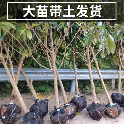 白玉枇杷树果苗南北方庭院耐寒大树带土盆栽嫁接琵琶大果当年结果 - 图2